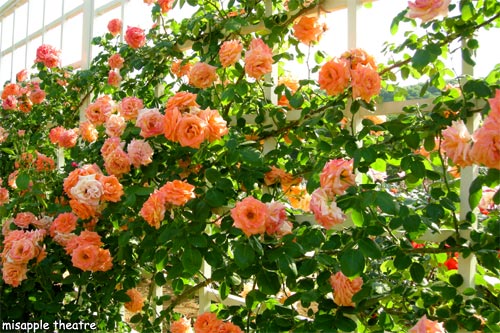 ピンクオレンジのバラ